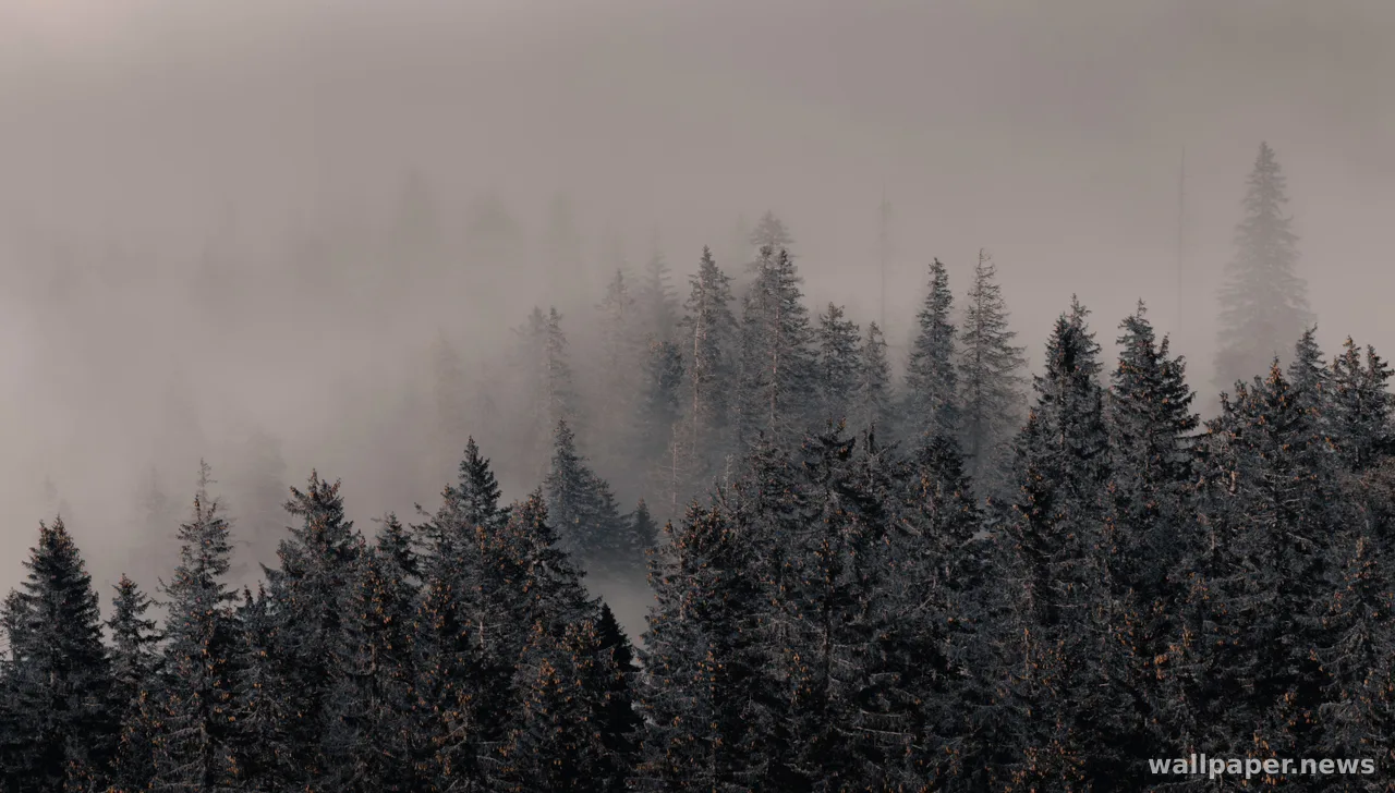 Foggy Forest 4K Wallpaper · nature · 3840×2186