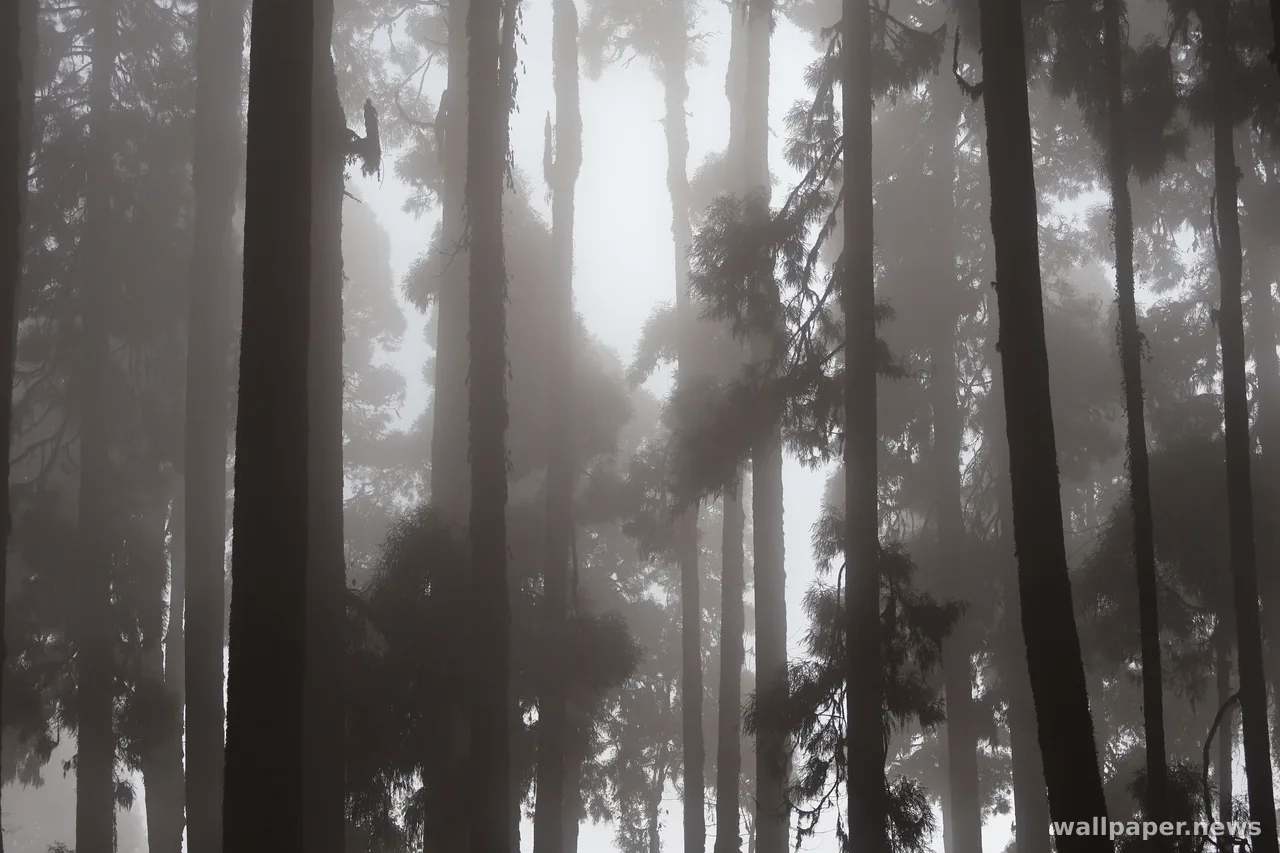 Foggy Forest 4K Wallpaper · nature · 3840×2560