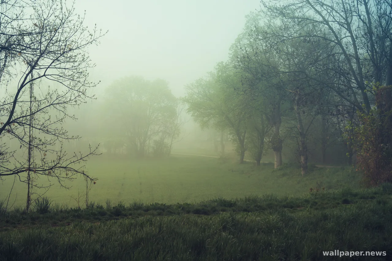 Foggy Forest 4K Wallpaper · nature · 3840×2560