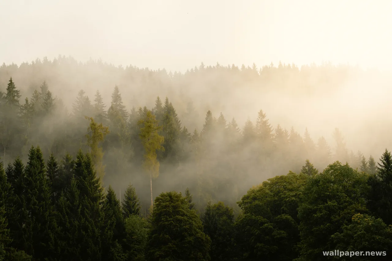 Foggy Forest 4K Wallpaper · nature · 3840×2560