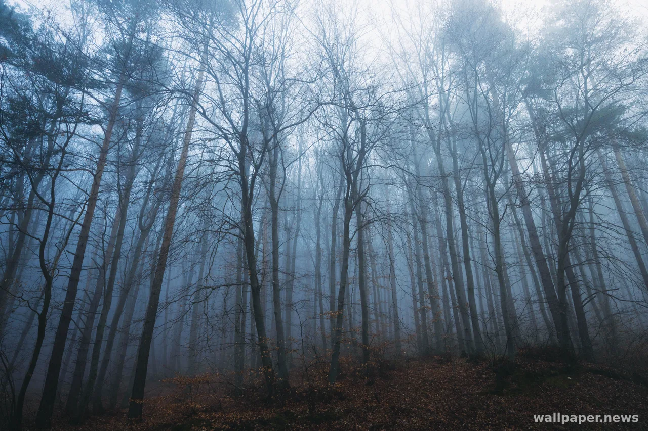 Foggy Forest 4K Wallpaper · nature · 3840×2560