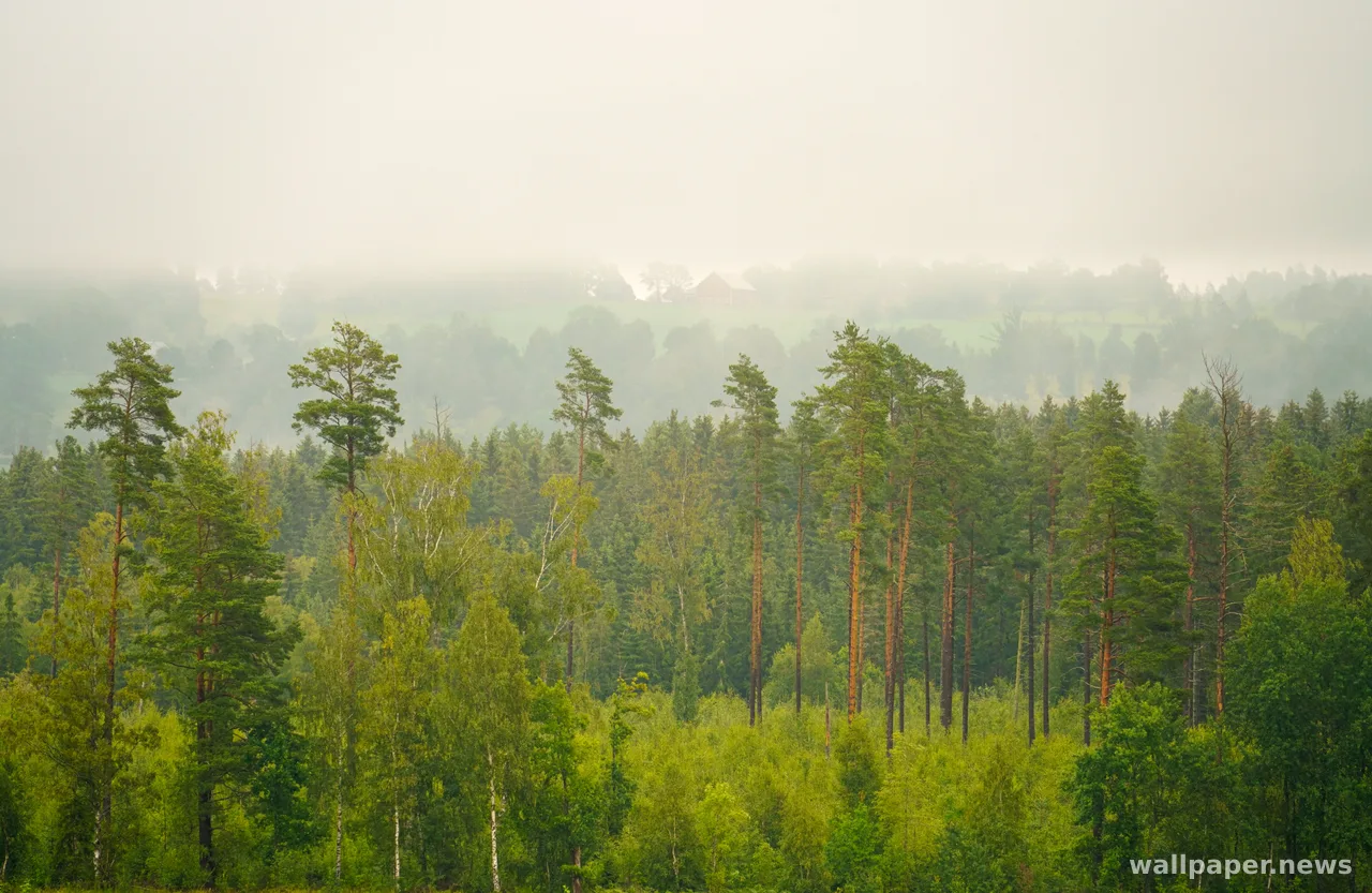 Foggy Forest 4K Wallpaper · nature · 3840×2498