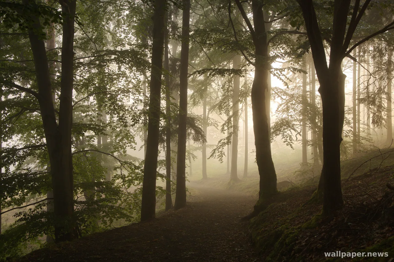 Foggy Forest 4K Wallpaper · nature · 3840×2561