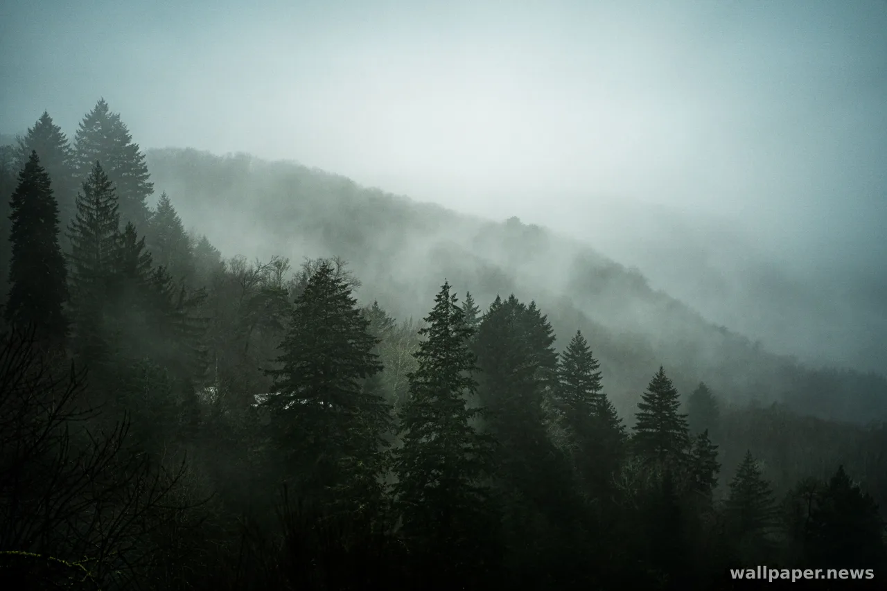 Foggy Forest 4K Wallpaper · nature · 3840×2560