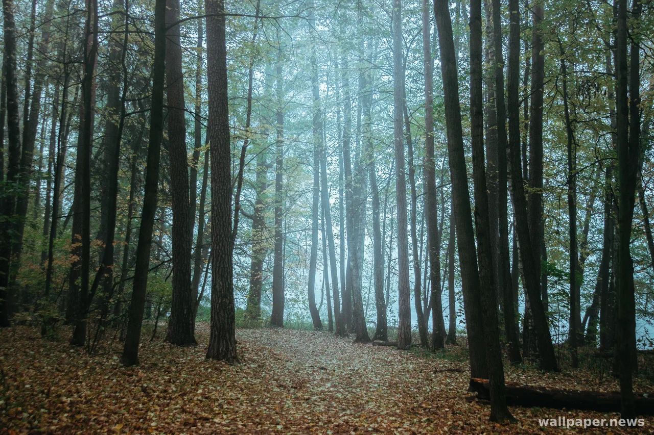 Foggy Forest 4K Wallpaper · nature · 3840×2560