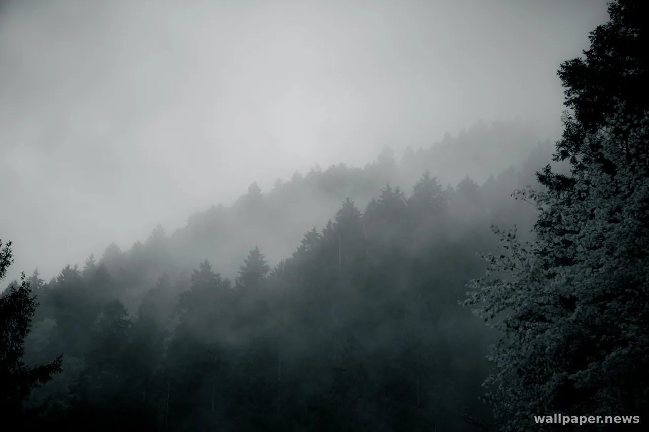 Foggy Forest 4K Wallpaper · nature · 3840×2560