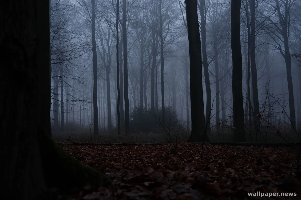 Foggy Forest 4K Wallpaper · nature · 3840×2560