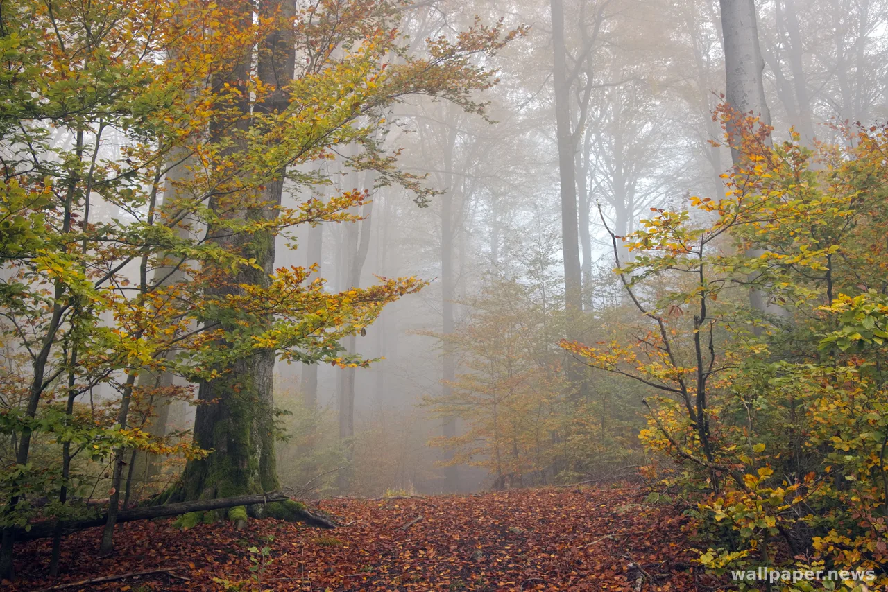 Foggy Forest 4K Wallpaper · nature · 3840×2561