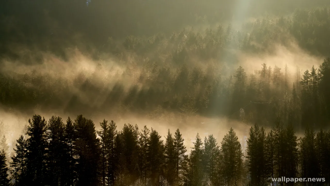 Foggy Forest 4K Wallpaper · nature · 3840×2160