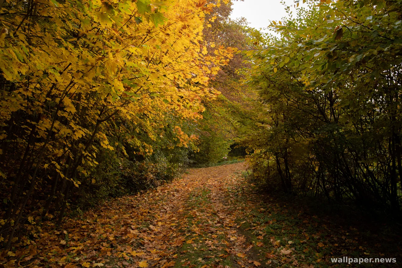 Autumn Forest 4K Wallpaper · nature · 3840×2560