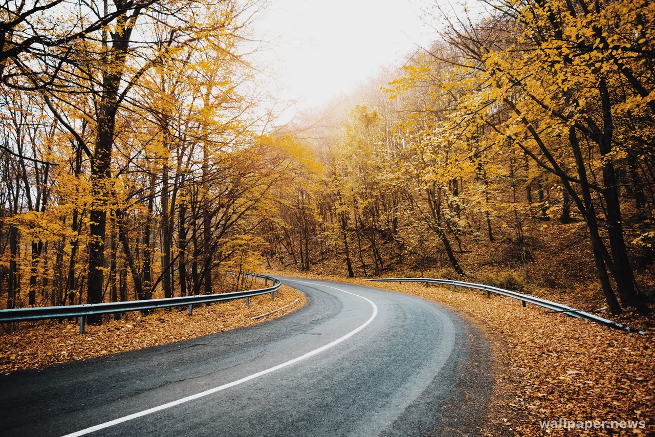 Autumn Forest 4K Wallpaper · nature · 3840×2563