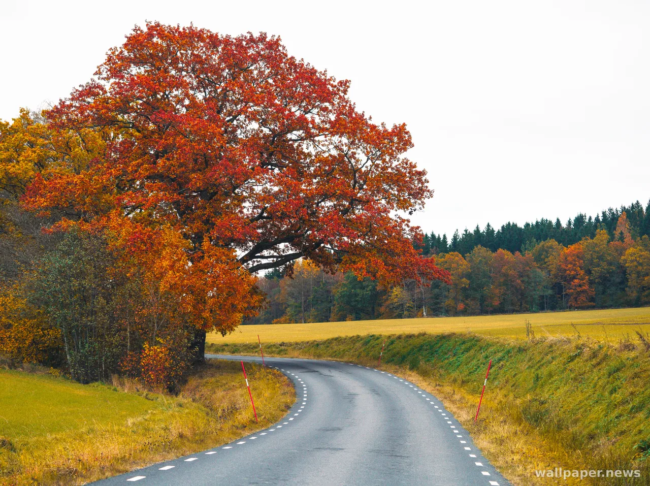 Autumn Forest 4K Wallpaper · nature · 3840×2873