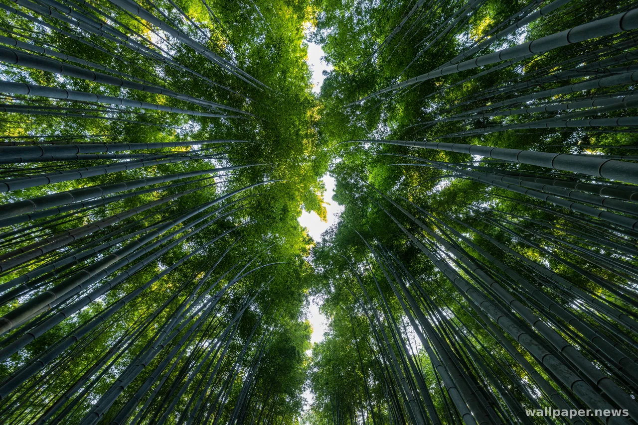Bamboo Forest 4K Wallpaper · nature · 3840×2561
