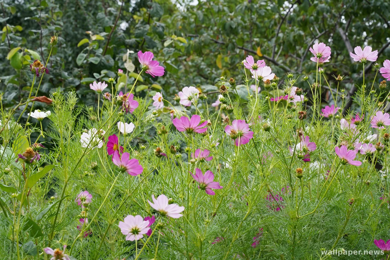 Обои Луг полевых цветов 4K · nature · 3840×2560