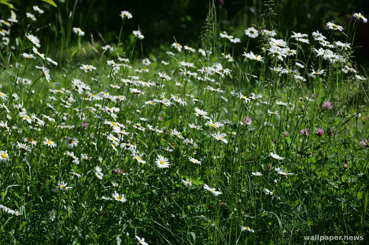 Обои Луг полевых цветов 4K · nature · 3840×2560