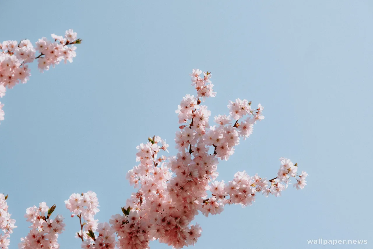 Cherry Blossom 4K Wallpaper · nature · 3840×2560