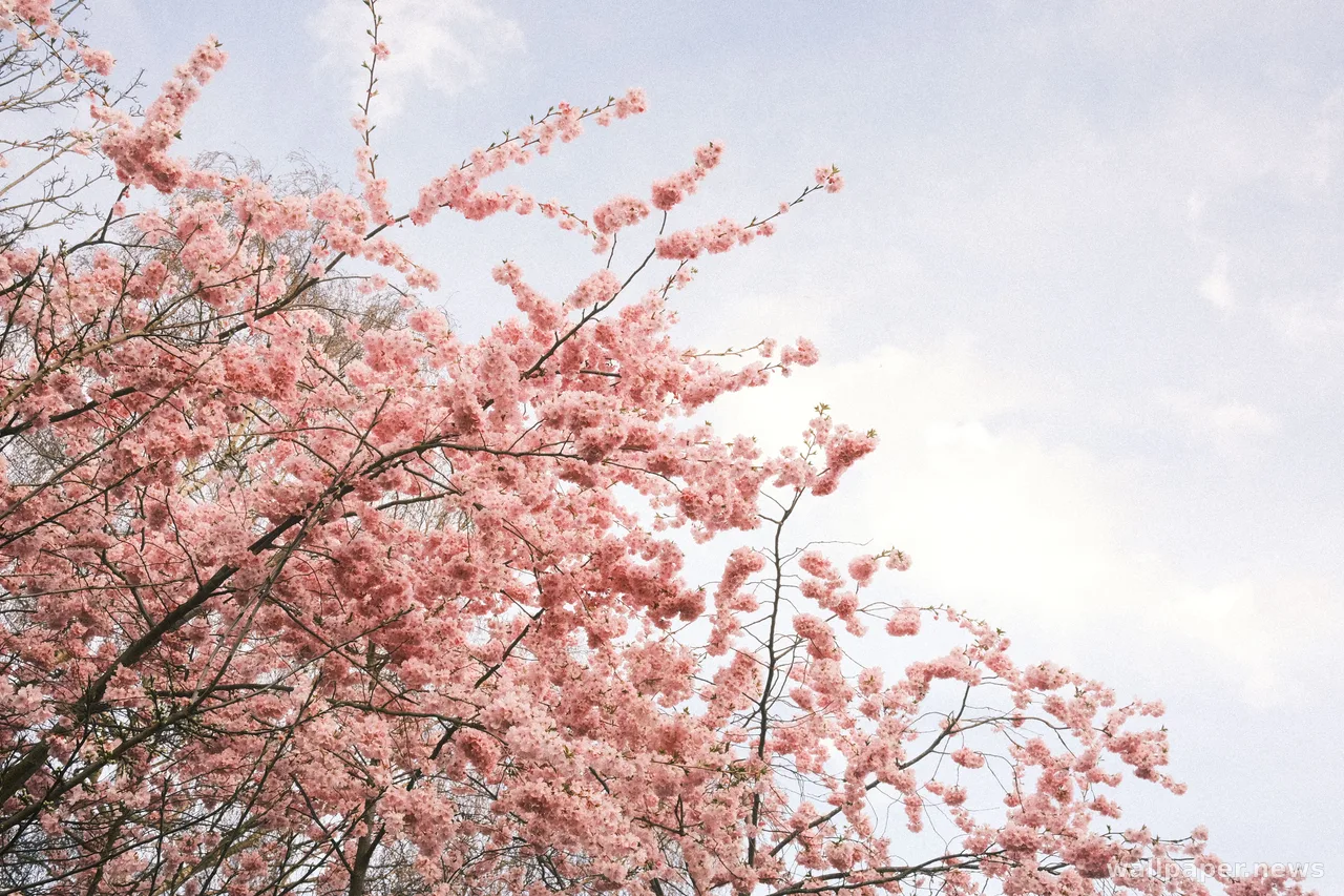 Cherry Blossom 4K Wallpaper · nature · 3840×2560