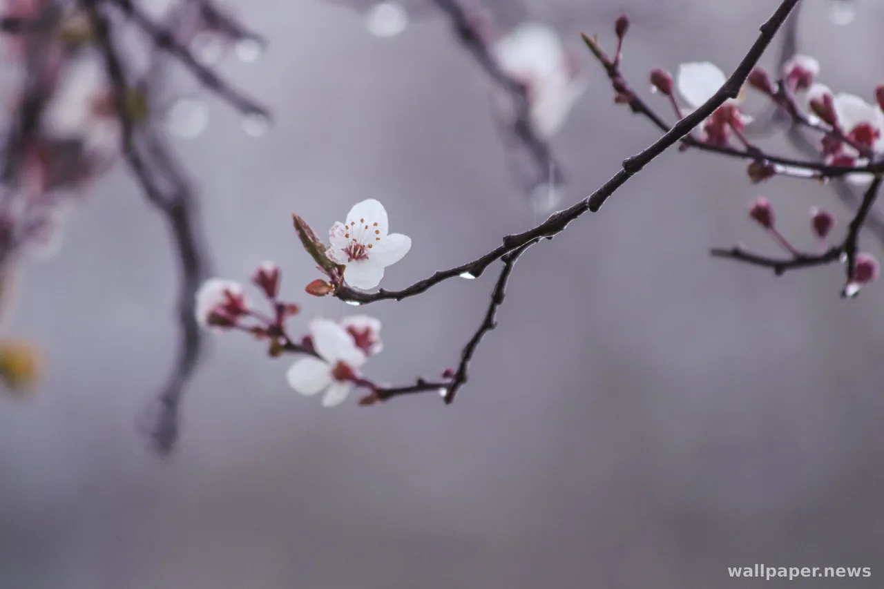 Cherry Blossom 4K Wallpaper · nature · 3840×2560