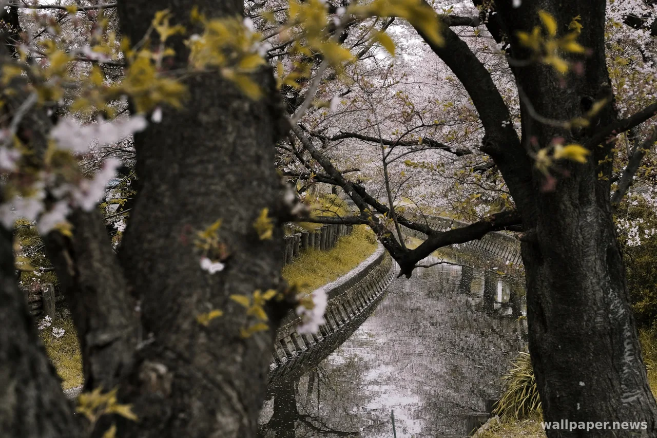 Cherry Blossom 4K Wallpaper · nature · 3840×2560