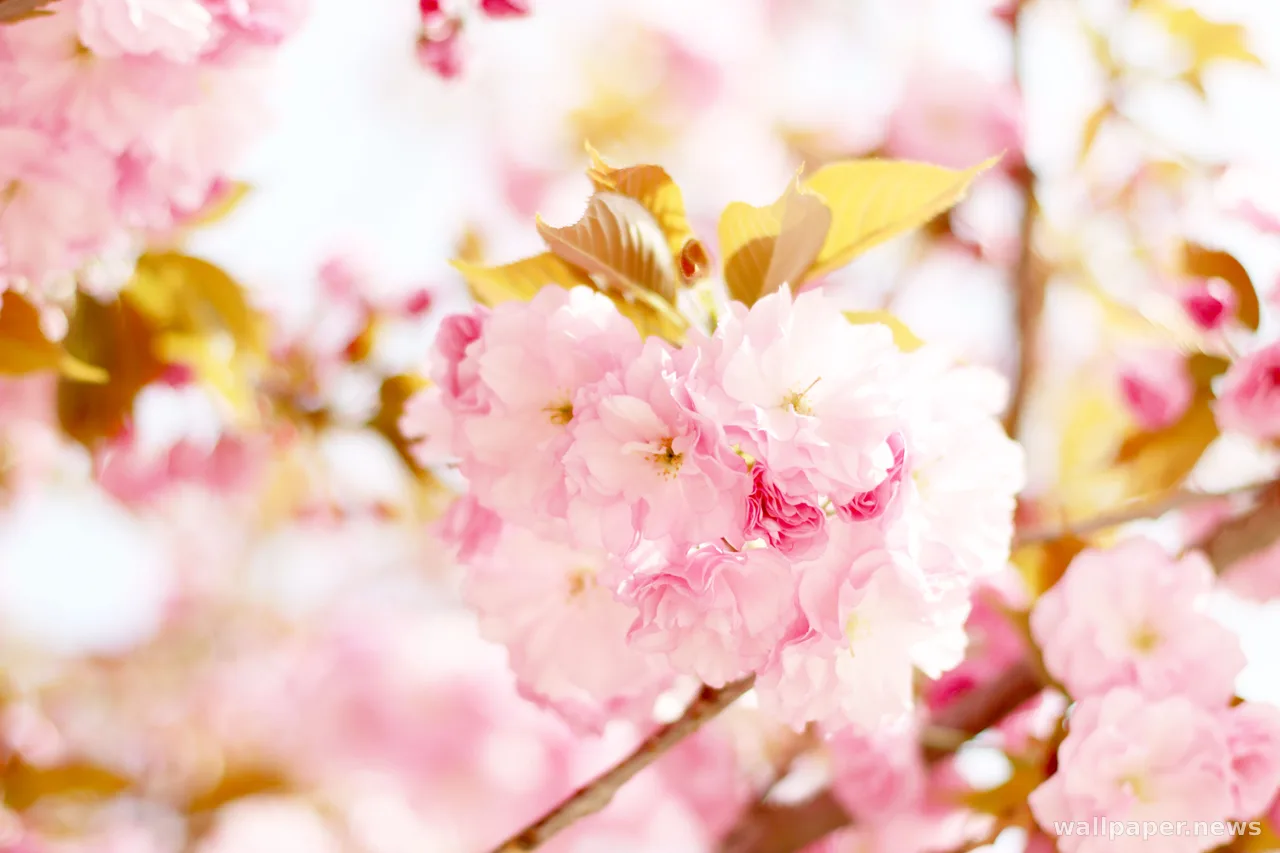 Cherry Blossom 4K Wallpaper · nature · 3840×2560