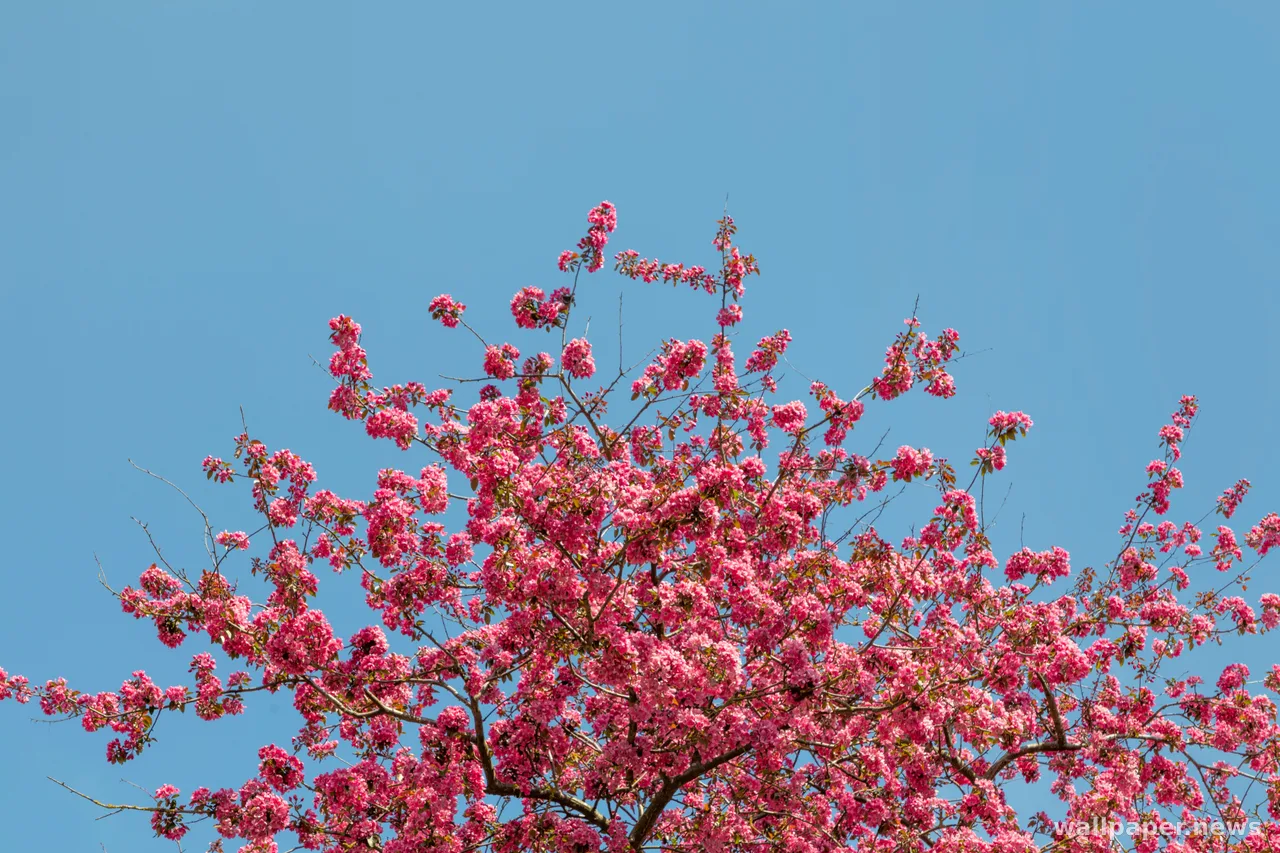 Cherry Blossom 4K Wallpaper · nature · 3840×2560