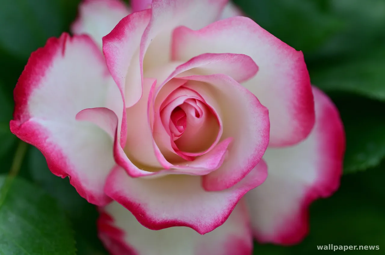 Rose 4K Wallpaper · flowers · 3840×2555
