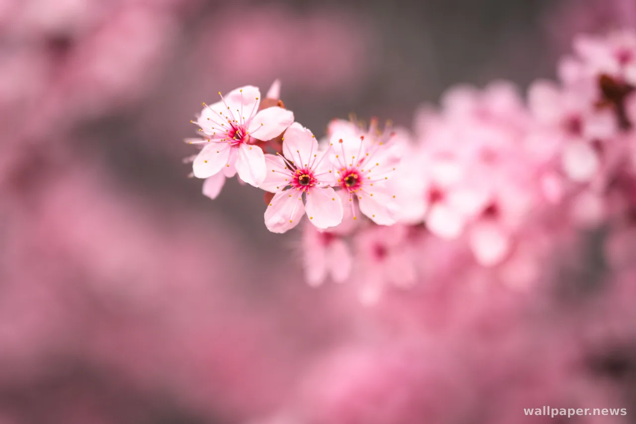 Cherry Blossom 4K Wallpaper · nature · 3840×2560