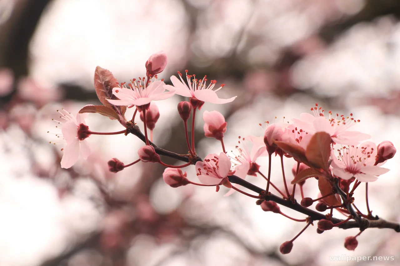 Cherry Blossom 4K Wallpaper · nature · 3840×2560