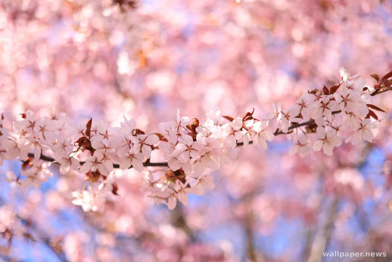 Cherry Blossom 4K Wallpaper · nature · 3840×2561