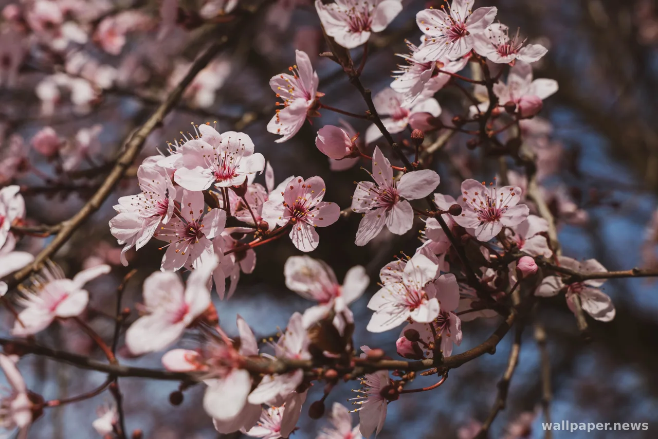Cherry Blossom 4K Wallpaper · nature · 3840×2563