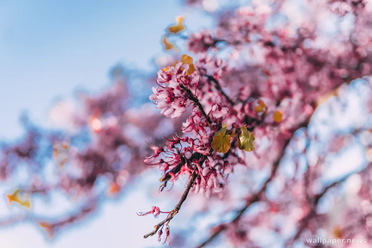 Cherry Blossom 4K Wallpaper · nature · 3840×2560