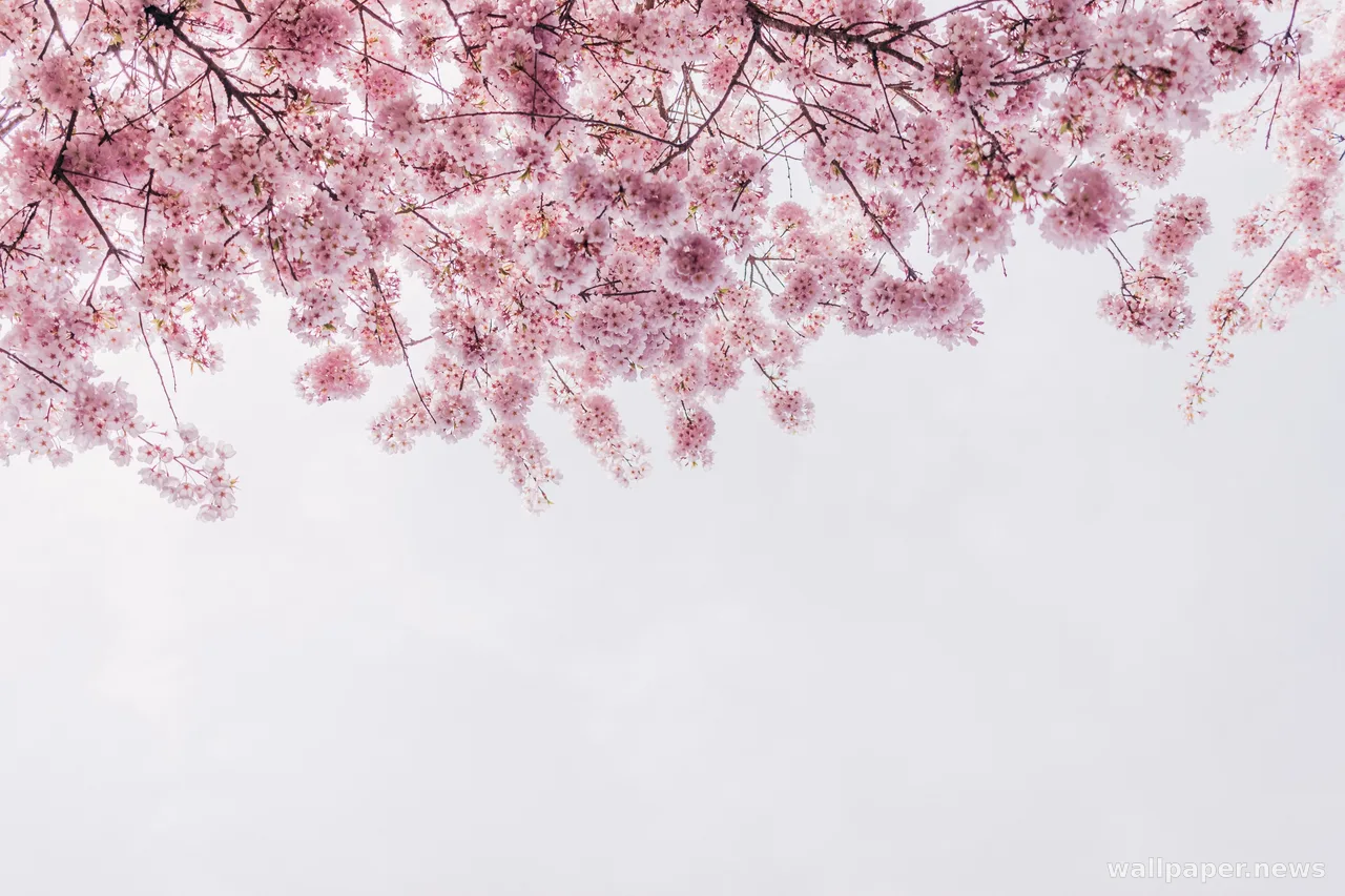 Cherry Blossom 4K Wallpaper · nature · 3840×2560