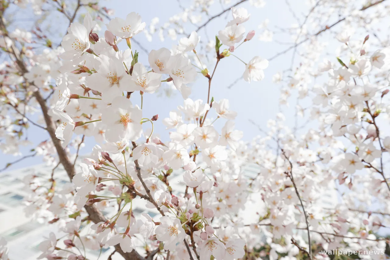 Cherry Blossom 4K Wallpaper · nature · 3840×2560