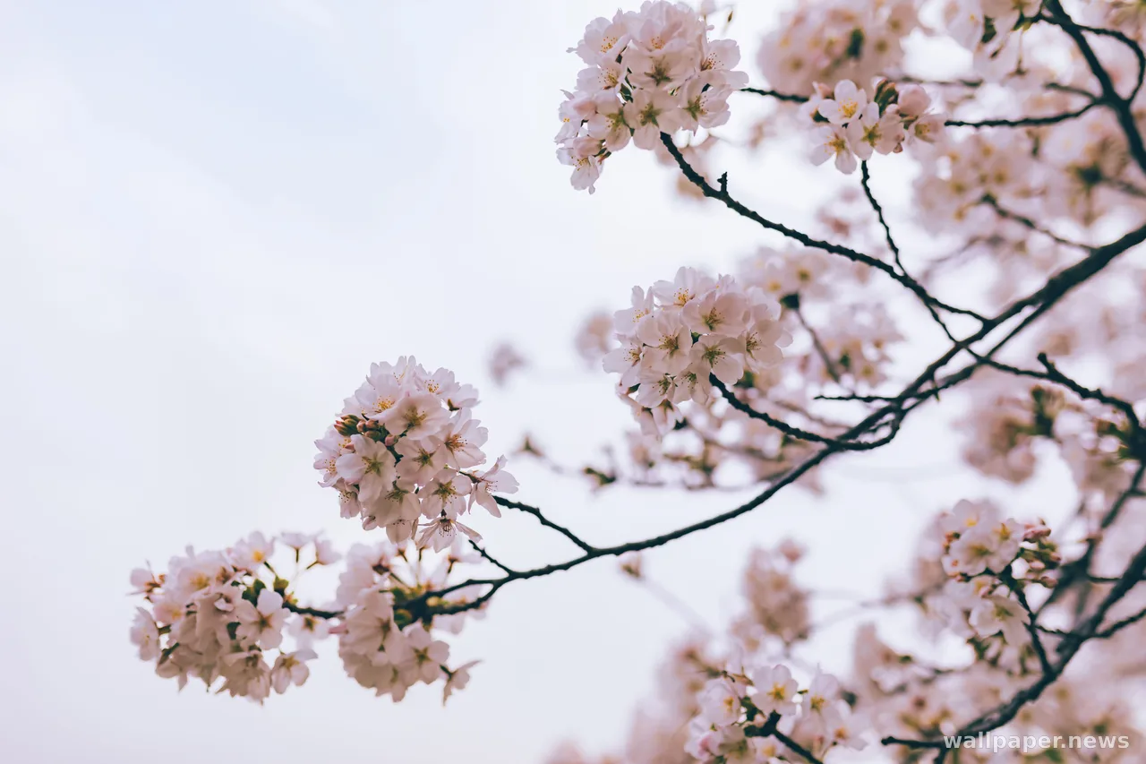 Cherry Blossom 4K Wallpaper · nature · 3840×2560
