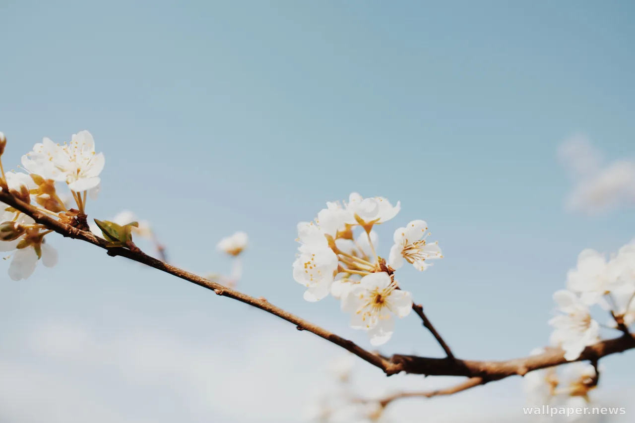 Cherry Blossom 4K Wallpaper · nature · 3840×2560