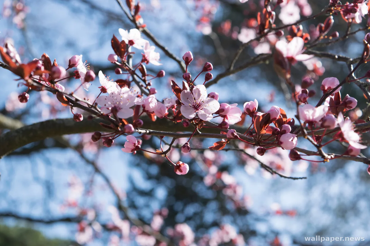 Cherry Blossom 4K Wallpaper · nature · 3840×2560