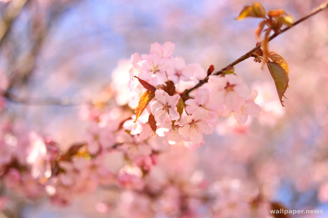 Cherry Blossom 4K Wallpaper · nature · 3840×2561