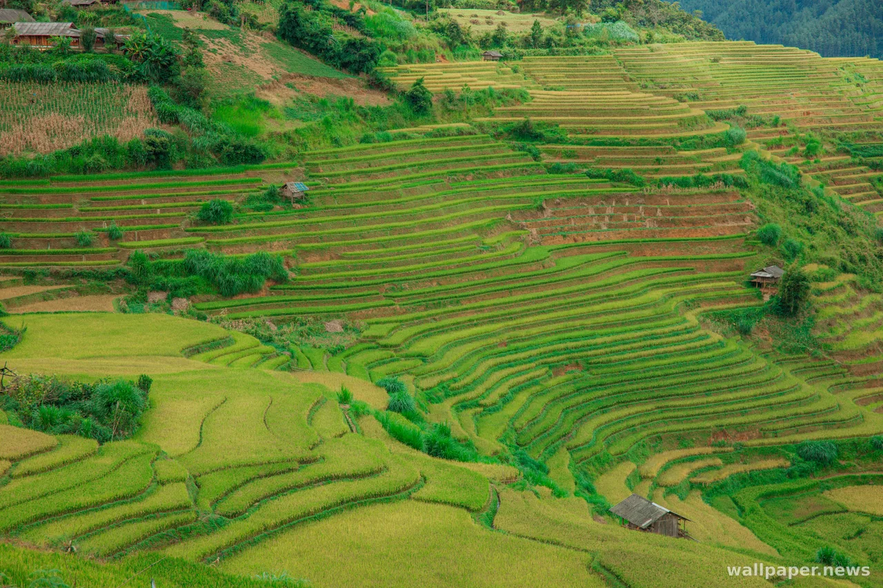 Rice Terraces 4K Wallpaper · nature · 3840×2560