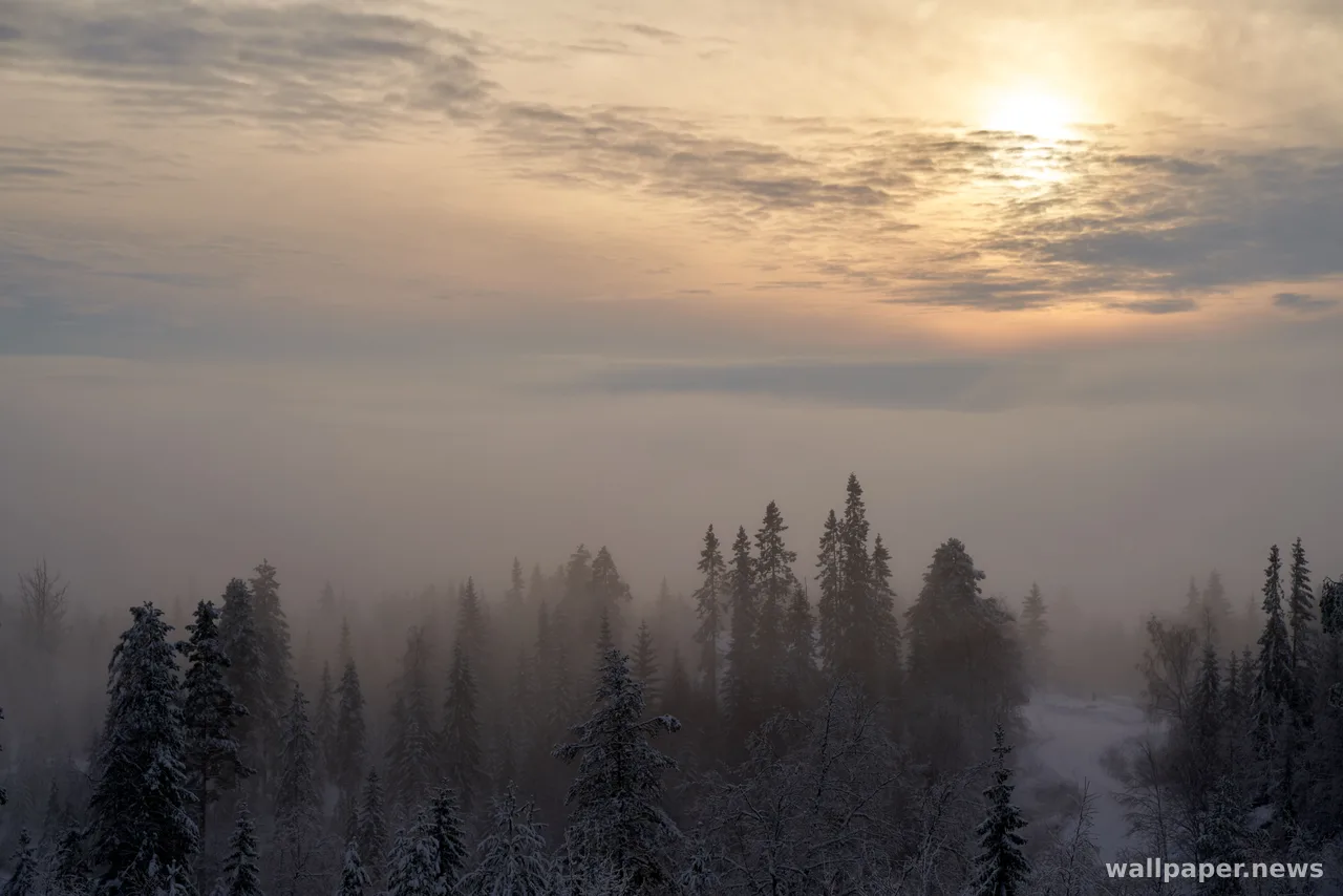 Foggy Forest 4K Wallpaper · nature · 3840×2561