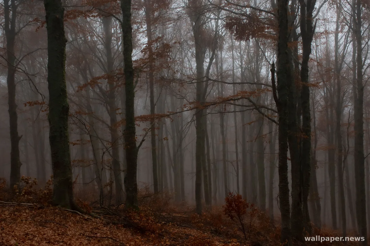 Foggy Forest 4K Wallpaper · nature · 3840×2560