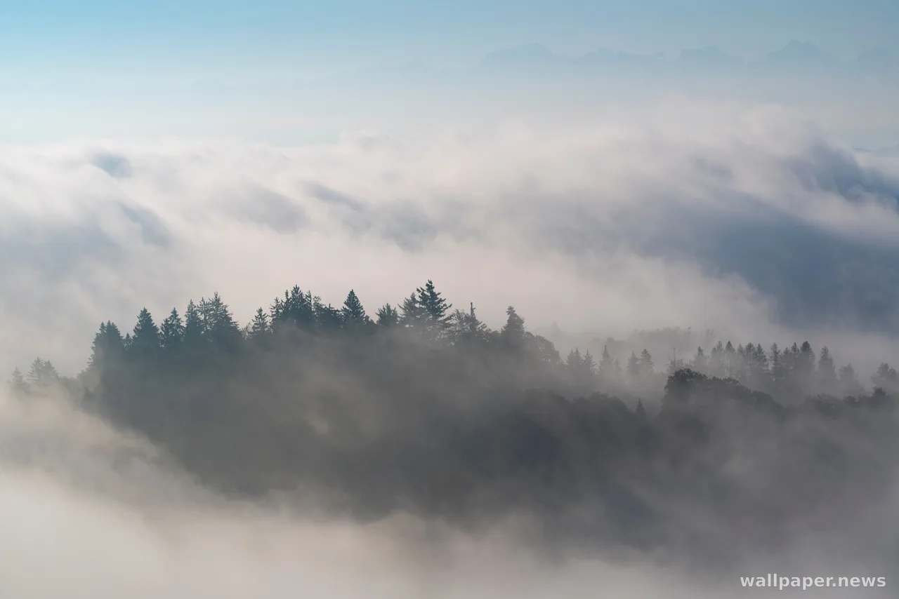 Foggy Forest 4K Wallpaper · nature · 3840×2561