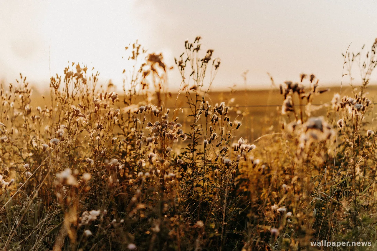 Countryside Field 4K Wallpaper · nature · 3840×2560