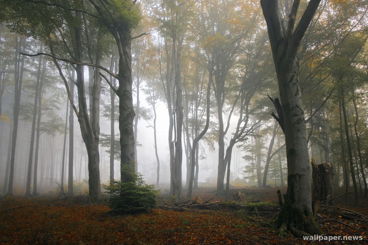 Foggy Forest 4K Wallpaper · nature · 3840×2562