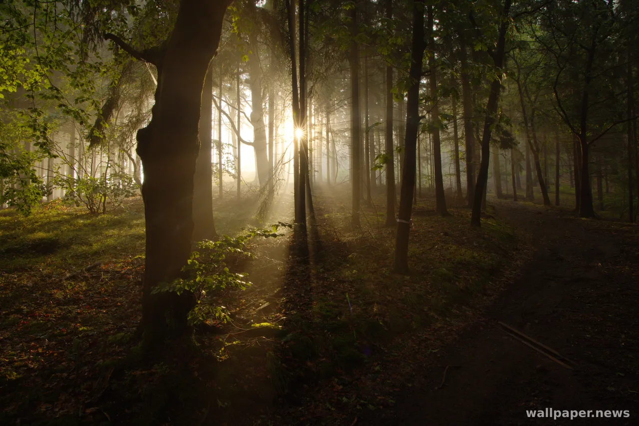 Foggy Forest 4K Wallpaper · nature · 3840×2561