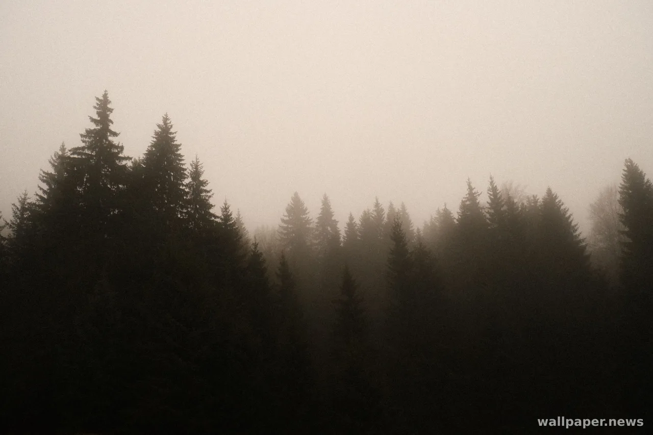 Foggy Forest 4K Wallpaper · nature · 3840×2560