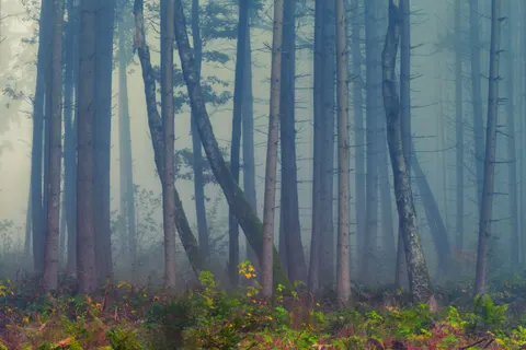 Foggy Forest 4K Wallpaper · nature · 3840×2560