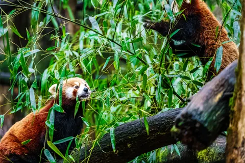 Roter Panda 4K Hintergrundbild · animals · 3840×2560