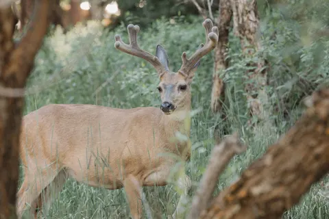 Deer 4K Wallpaper · animals · 3840×2560