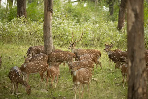 Hirsch 4K Hintergrundbild · animals · 3840×2560