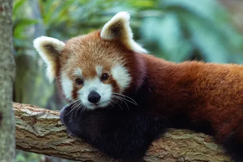 레서판다 4K 배경화면 · animals · 3840×2560